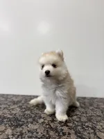 Henry , a male Pomsky for sale in Framingham, MA – Photo 3 of 9