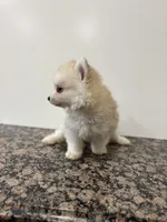 Henry , a male Pomsky for sale in Framingham, MA – Photo 9 of 9