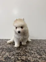 Henry , a male Pomsky for sale in Framingham, MA – Photo 7 of 9