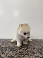 Henry , a male Pomsky for sale in Framingham, MA – Photo 2 of 9