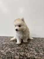 Henry , a male Pomsky for sale in Framingham, MA – Photo 6 of 9