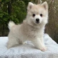 Henry , a male Pomsky for sale in Framingham, MA – 4 of 6