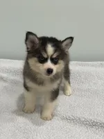 Coco, a female Pomsky for sale in Framingham, MA – 2 of 6