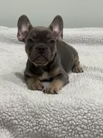 Trinity , a female French Bulldog for sale in Framingham, MA – 9 of 9