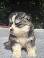 Nova, a female Pomsky for sale in Framingham, MA – 1 of 7