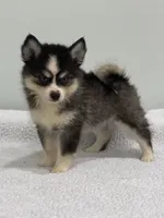 Oreo, a male Pomsky for sale in Framingham, MA – 5 of 10