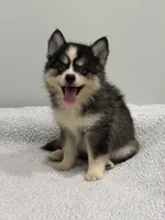 Oreo, a male Pomsky for sale in Framingham, MA – 10 of 10