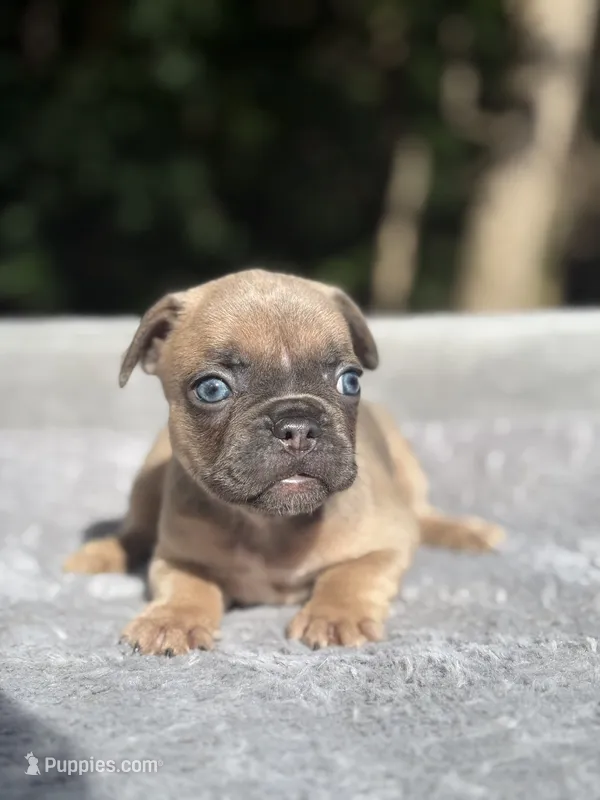 Peaches – French Bulldog puppy for sale in Framingham, MA
