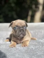 Peaches, a female French Bulldog for sale in Framingham, MA – 1 of 6