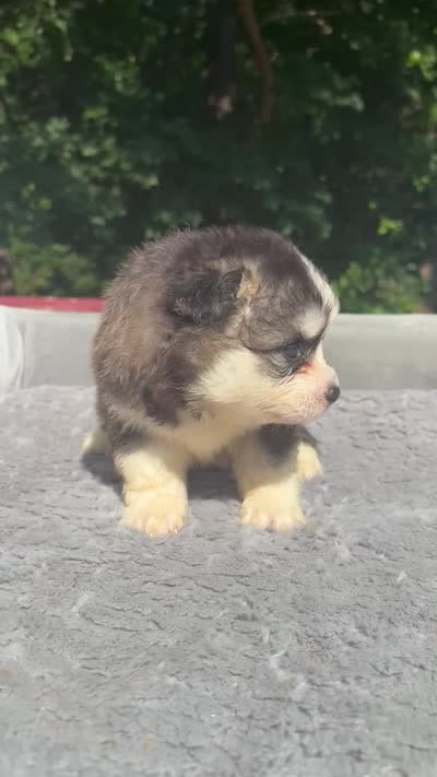 Nova, a female Pomsky for sale in Framingham, MA – 7 of 7