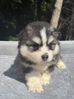 Nova, a female Pomsky for sale in Framingham, MA – 5 of 7