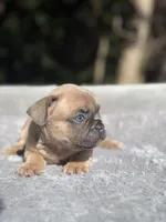 Peaches, a female French Bulldog for sale in Framingham, MA – 3 of 6