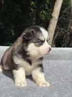 Coco, a female Pomsky for sale in Framingham, MA – 2 of 5
