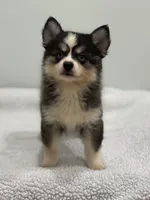 Oreo, a male Pomsky for sale in Framingham, MA – 2 of 10