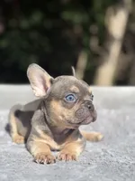 Thor, a male French Bulldog for sale in Framingham, MA – 6 of 9