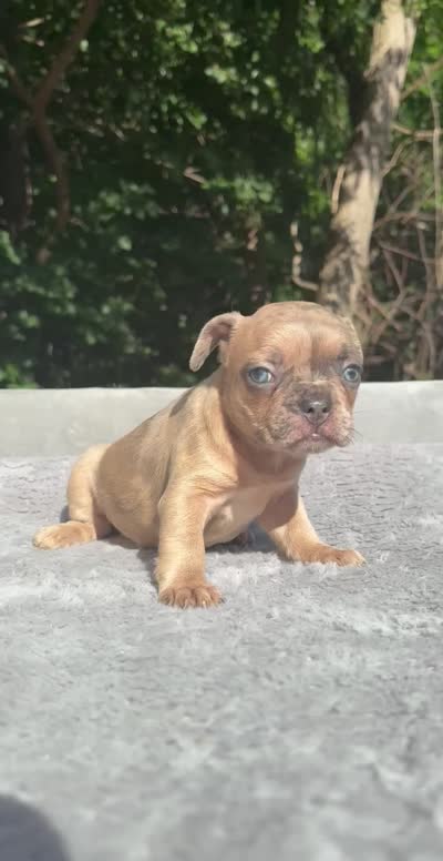 Nutella, a female French Bulldog for sale in Framingham, MA – 6 of 6