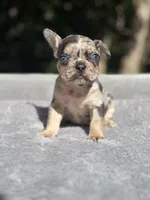 Athena, a female French Bulldog for sale in Framingham, MA – 3 of 5
