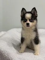 Pixie, a female Pomsky for sale in Framingham, MA – 3 of 6