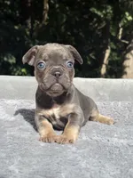 Trinity , a female French Bulldog for sale in Framingham, MA – 4 of 7