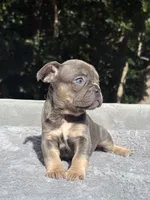 Trinity , a female French Bulldog for sale in Framingham, MA – 5 of 7
