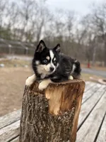 Koda, a male Pomsky for sale in Framingham, MA – Photo 7 of 7
