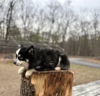 Koda, a male Pomsky for sale in Framingham, MA – Photo 4 of 7