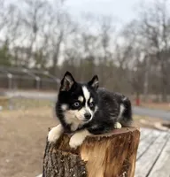 Koda, a male Pomsky for sale in Framingham, MA – Photo 5 of 7