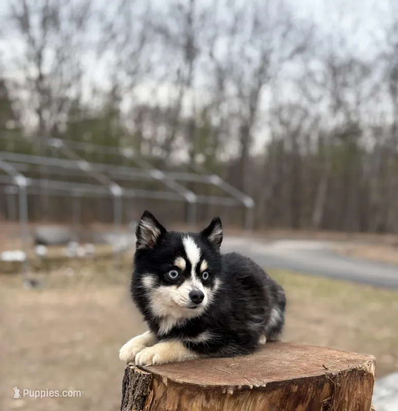 Koda, a male Pomsky for sale in Framingham, MA – Photo 1 of 7