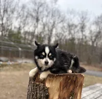 Koda, a male Pomsky for sale in Framingham, MA – Photo 2 of 7