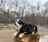 Koda, a male Pomsky for sale in Framingham, MA – Photo 3 of 7