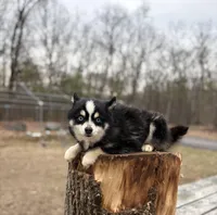Koda, a male Pomsky for sale in Framingham, MA – Photo 6 of 7