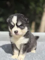 Oreo, a male Pomsky for sale in Framingham, MA – 4 of 8