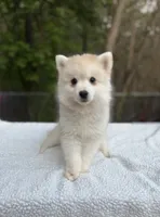 Henry , a male Pomsky for sale in Framingham, MA – 2 of 6