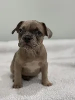 Nutella, a female French Bulldog for sale in Framingham, MA – 5 of 7