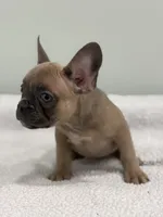 Peaches, a female French Bulldog for sale in Framingham, MA – 5 of 6