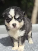 Oreo, a male Pomsky for sale in Framingham, MA – 5 of 8