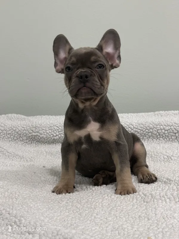 Trinity  – French Bulldog puppy for sale in Framingham, MA