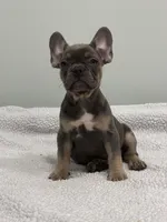Trinity , a female French Bulldog for sale in Framingham, MA – 1 of 9