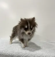 Brownie, a male Pomsky for sale in Framingham, MA – Photo 1 of 3