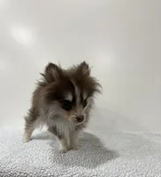 Brownie, a male Pomsky for sale in Framingham, MA – Photo 3 of 3