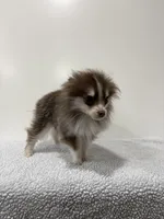 Brownie, a male Pomsky for sale in Framingham, MA – Photo 2 of 3