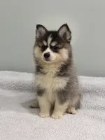 Nova, a female Pomsky for sale in Framingham, MA – 2 of 7