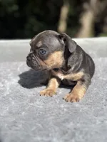 Zeus, a male French Bulldog for sale in Framingham, MA – 5 of 6