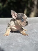 Athena, a female French Bulldog for sale in Framingham, MA – 2 of 5