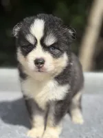 Oreo, a male Pomsky for sale in Framingham, MA – 3 of 8