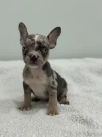 Mimosa, a female French Bulldog for sale in Framingham, MA – 3 of 6