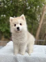Henry , a male Pomsky for sale in Framingham, MA – 5 of 6