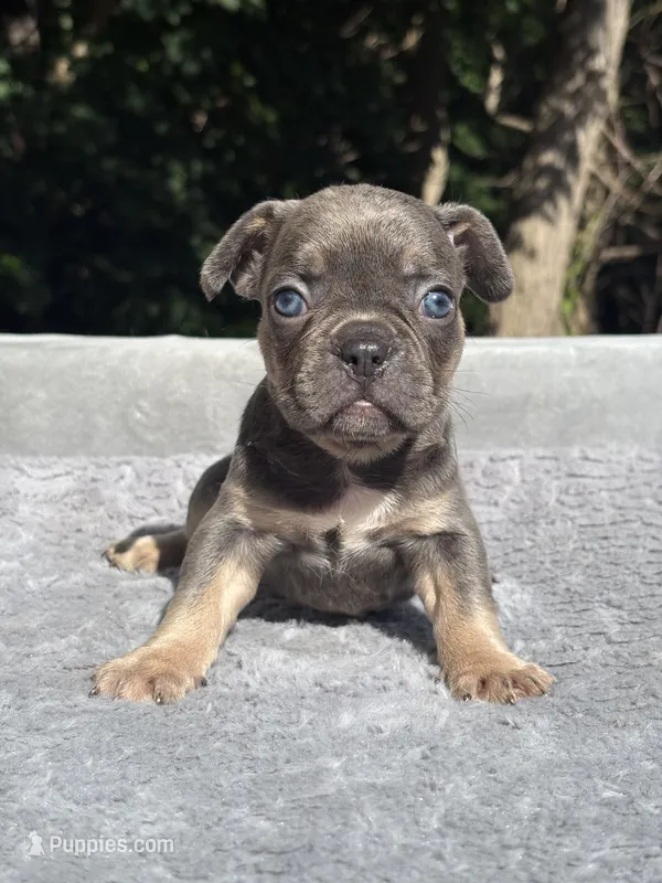 Trinity  – French Bulldog puppy for sale in Framingham, MA