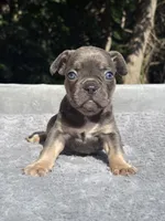 Trinity , a female French Bulldog for sale in Framingham, MA – 1 of 7