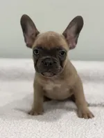 Peaches, a female French Bulldog for sale in Framingham, MA – 2 of 6
